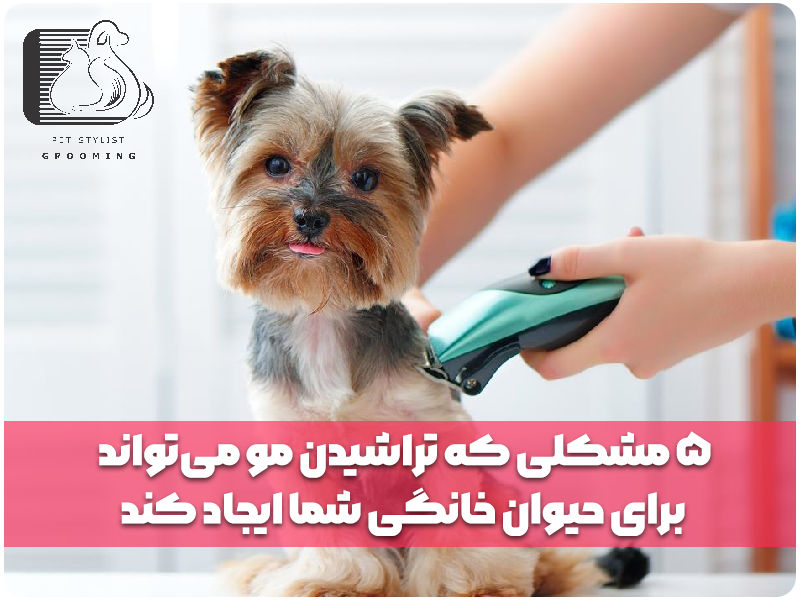 5 مشکلی که تراشیدن مو می‌تواند برای حیوان خانگی شما ایجاد کند